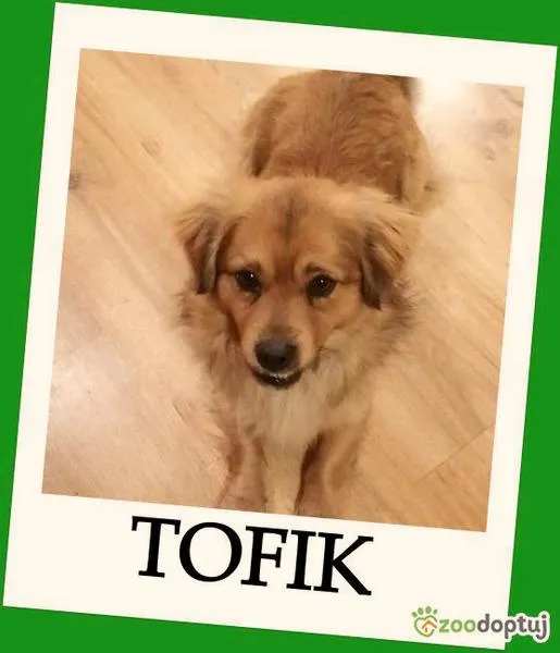Historia skeczu Tofik