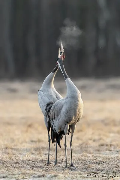 Symbolika żurawia